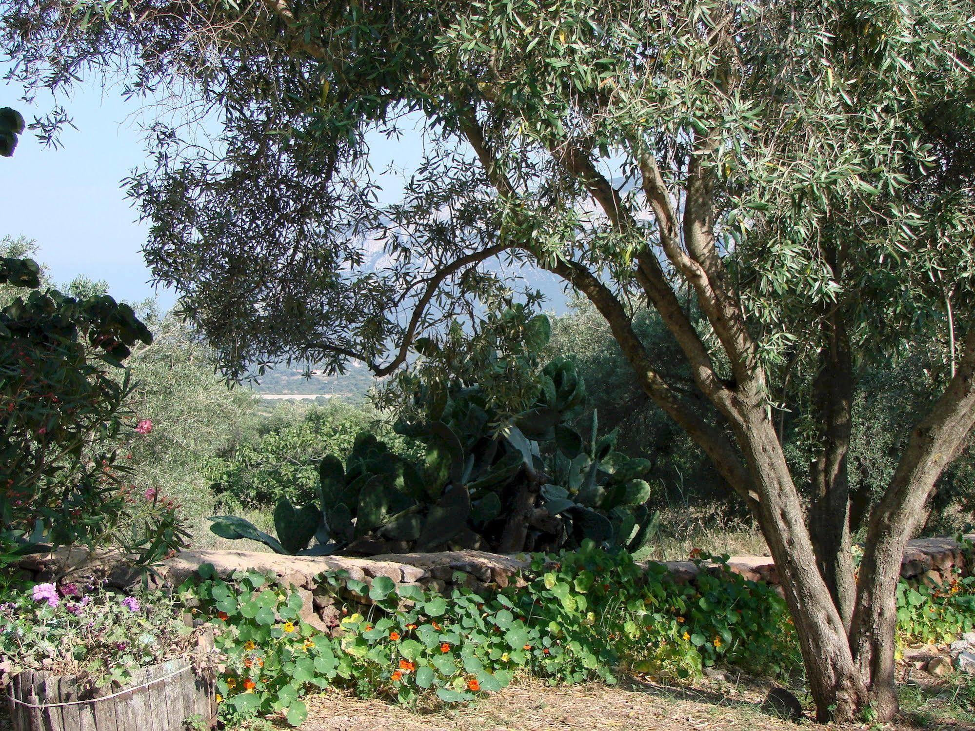 Agriturismo Su Tiresi Cala Gonone Extérieur photo